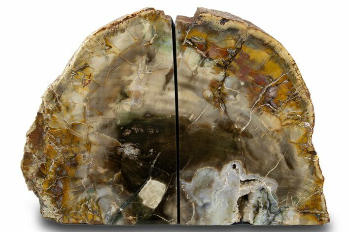 Tall Colorful Petrified Wood Bookends - Madagascar #303569